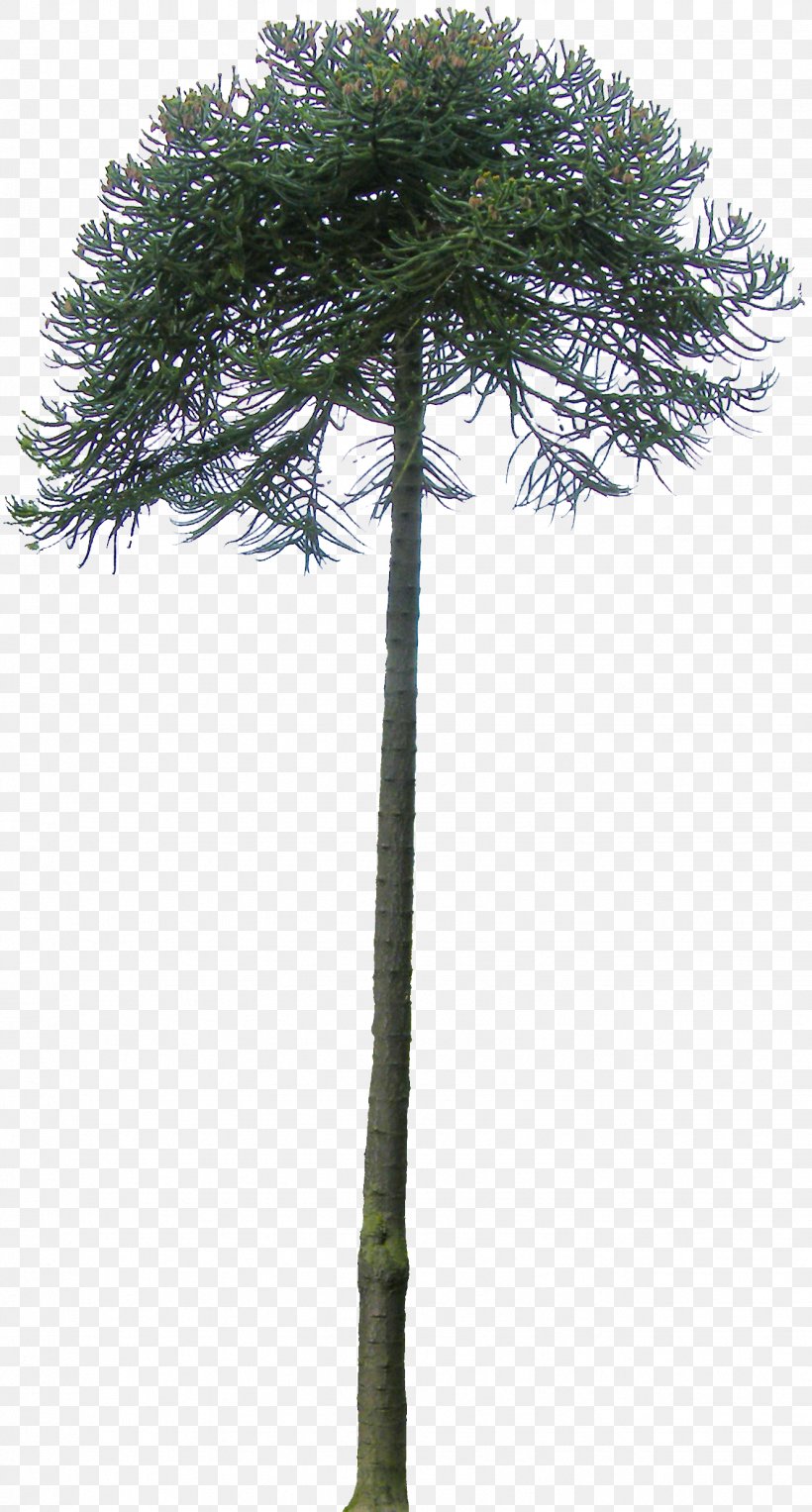 Pine Monkey Puzzle Tree Patagonía (Argentina) Asian Palmyra Palm, PNG, 1329x2475px, Pine, Arecales, Asian Palmyra Palm, Borassus, Borassus Flabellifer Download Free