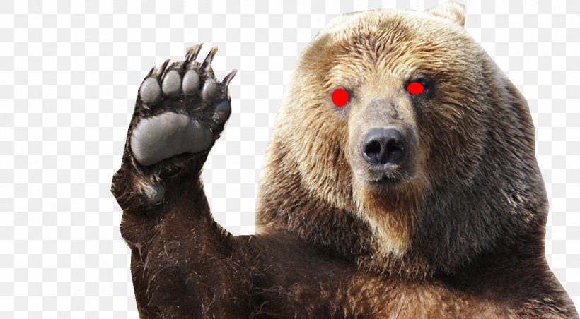 Polar Bear Growling Grizzly Bear Kodiak Bear, PNG, 1290x712px, Bear, American Black Bear, Arctic Alaska, Bear Attack, Brown Bear Download Free