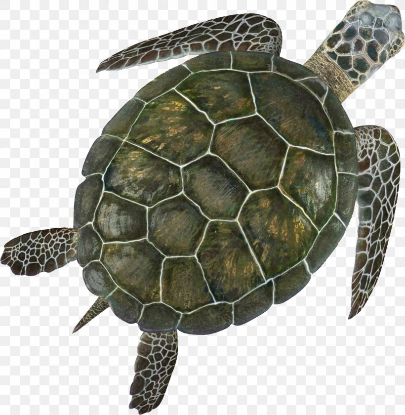 Box Turtle Sea Turtle Turtle Shell, PNG, 1111x1139px, Turtle, Animal, Box Turtle, Emydidae, Fauna Download Free