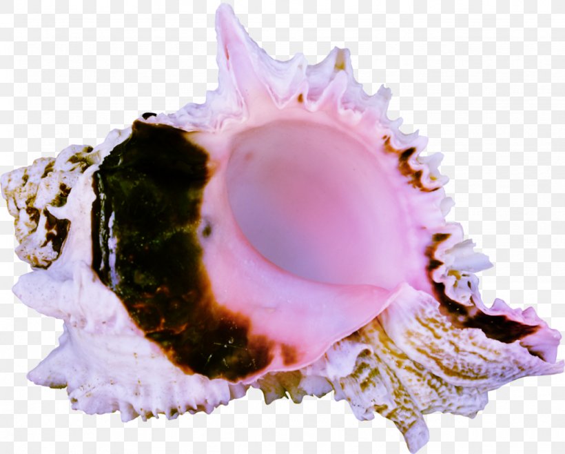 Cockle Seashell Sea Snail Conch LiveInternet, PNG, 1024x822px, Cockle, Clam, Clams Oysters Mussels And Scallops, Closeup, Conch Download Free