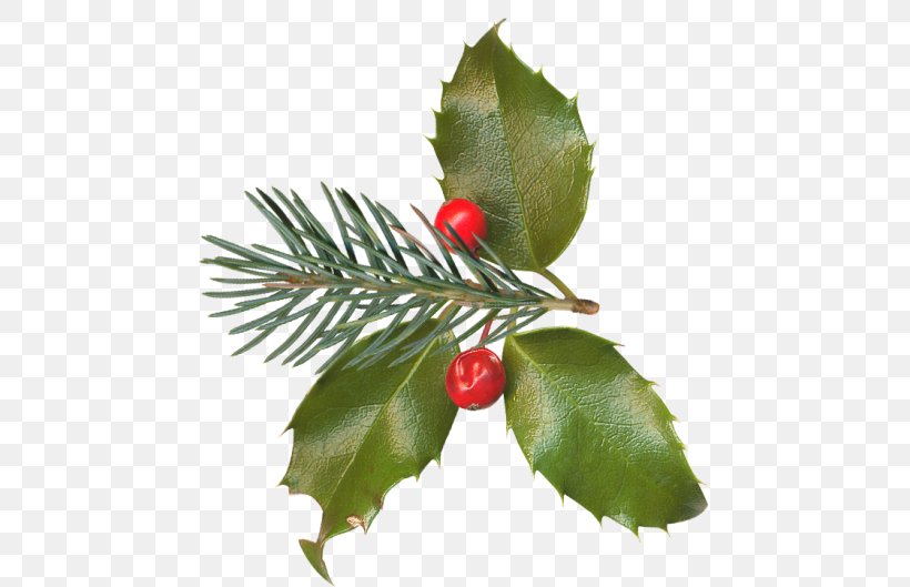 Holly Christmas Aquifoliales Clip Art, PNG, 500x529px, Holly, Aquifoliaceae, Aquifoliales, Berry, Branch Download Free