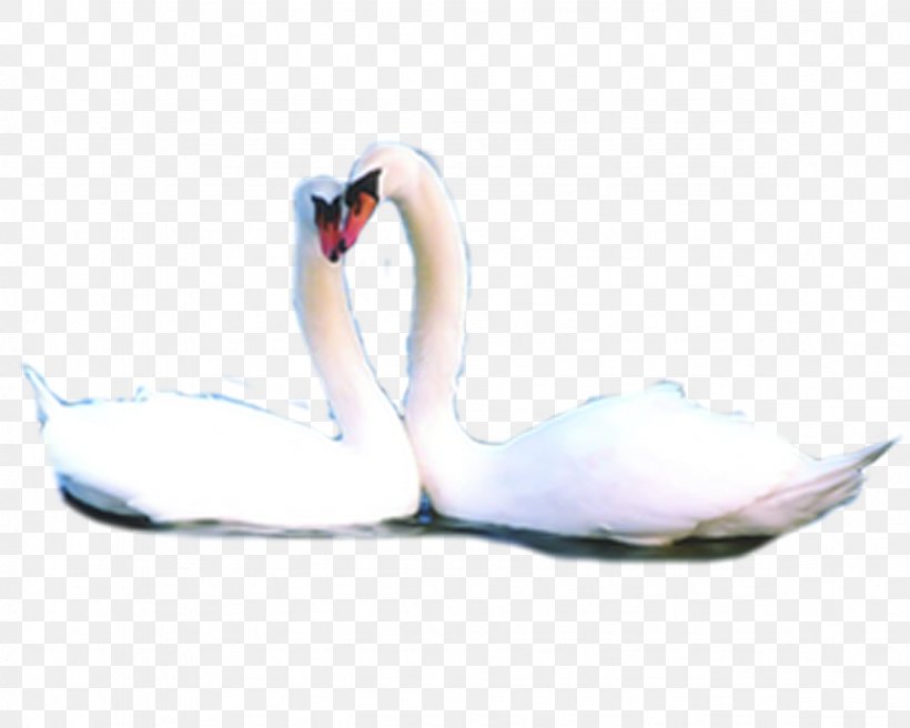 Domestic Goose Black Swan, PNG, 1181x945px, Watercolor, Cartoon, Flower, Frame, Heart Download Free