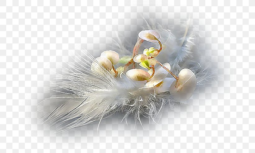 God Bible .de Pandora Feather, PNG, 700x493px, God, Bible, Com, Feather, Insect Download Free