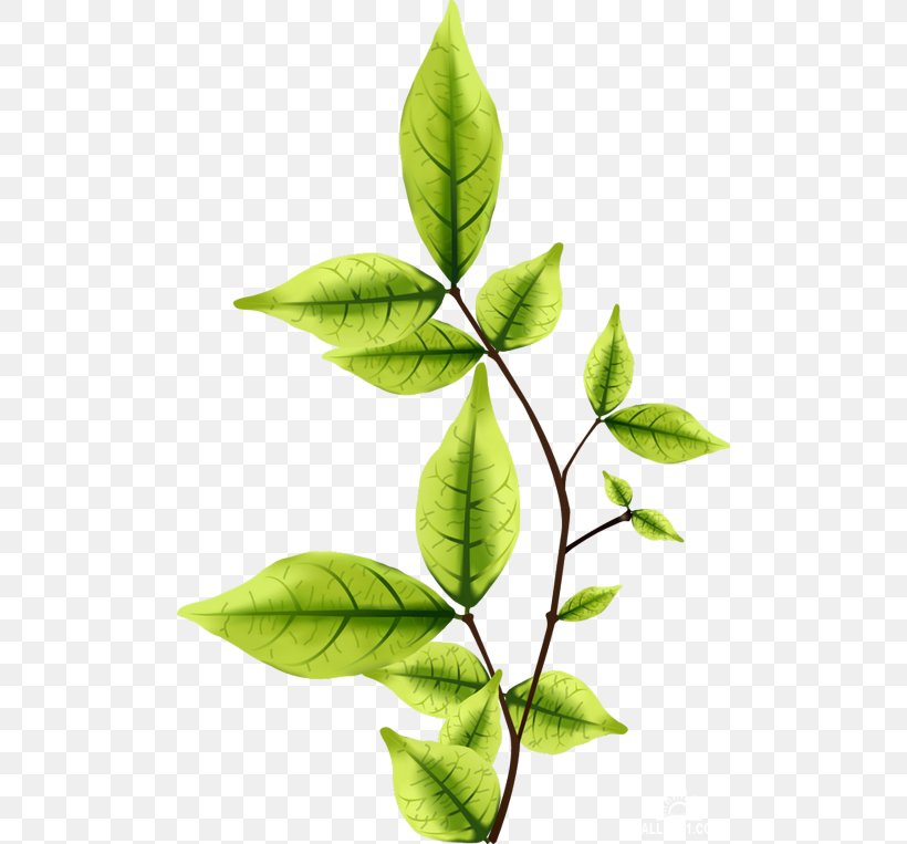 Leaf Twig, PNG, 500x763px, Leaf, Branch, Cape Jasmine, Designer, Editing Download Free
