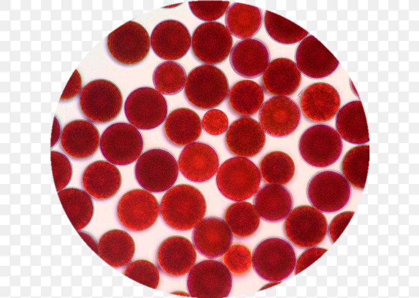 Haematococcus Pluvialis Astaxanthin Algae Extract Antioxidant, PNG, 626x583px, Haematococcus Pluvialis, Algae, Antioxidant, Astaxanthin, Carotenoid Download Free