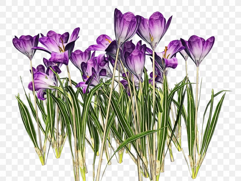 Purple Watercolor Flower, PNG, 1600x1200px, Watercolor, Cretan Crocus, Crocus, Crocus Vernus, Cut Flowers Download Free