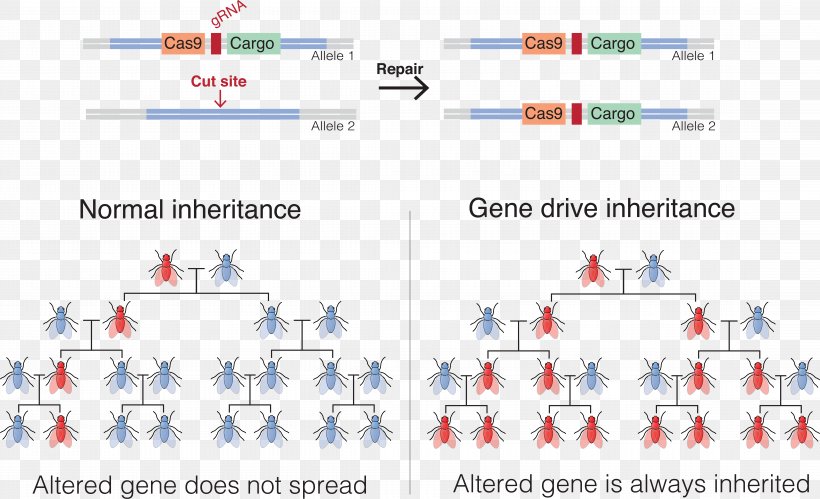 Gene Drive Genetics CRISPR Genetic Engineering, PNG, 8995x5476px, Gene Drive, Area, Biology, Crispr, Diagram Download Free