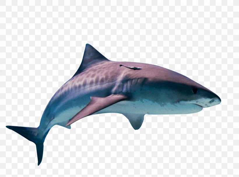 Tiger Shark Great White Shark Fish Cat, PNG, 1000x742px, Shark, Animal, Apex Predator, Blacktip Shark, Carcharhiniformes Download Free