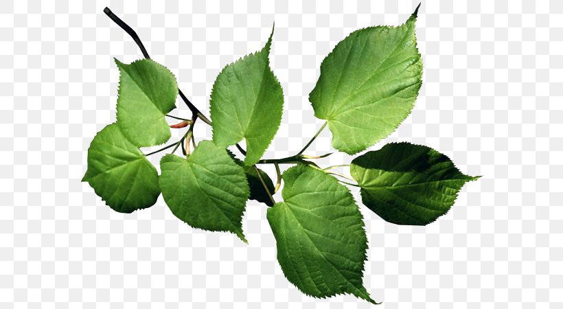 Branch Leaf Lindens Tree Plant Stem, PNG, 595x450px, Branch, Color, Cottonwood, Flower Bouquet, Green Download Free