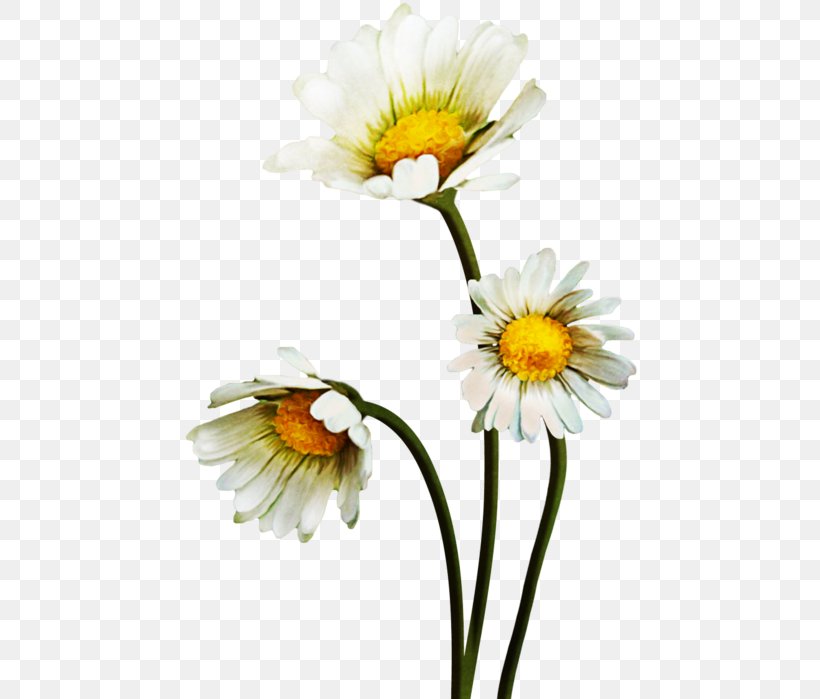 Common Daisy Oxeye Daisy Clip Art, PNG, 470x699px, Common Daisy, Animaatio, Annual Plant, Aster, Chamaemelum Nobile Download Free
