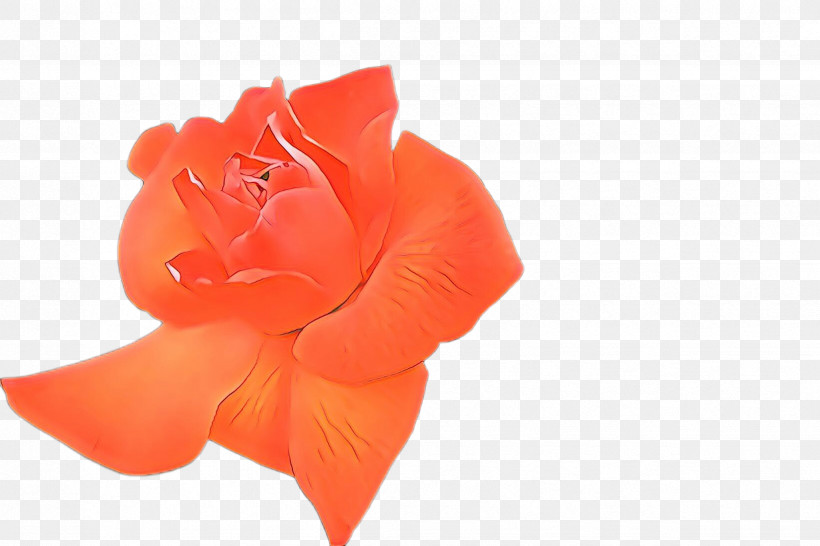 Orange, PNG, 2448x1632px, Orange, Cut Flowers, Flower, Peach, Perennial Plant Download Free