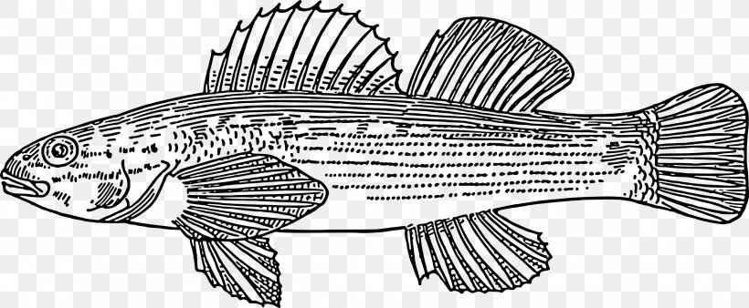 Fish Drawing Clip Art, PNG, 2400x990px, Fish, Animal Figure, Artwork, Black And White, Darter Download Free