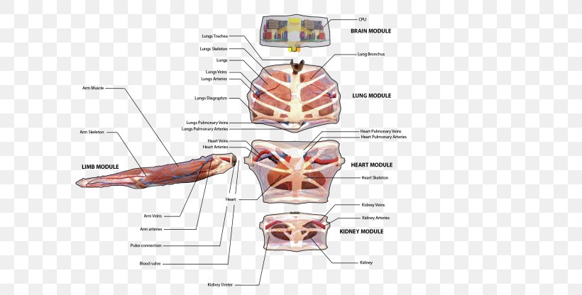 Muscle Diagram, PNG, 640x416px, Watercolor, Cartoon, Flower, Frame, Heart Download Free