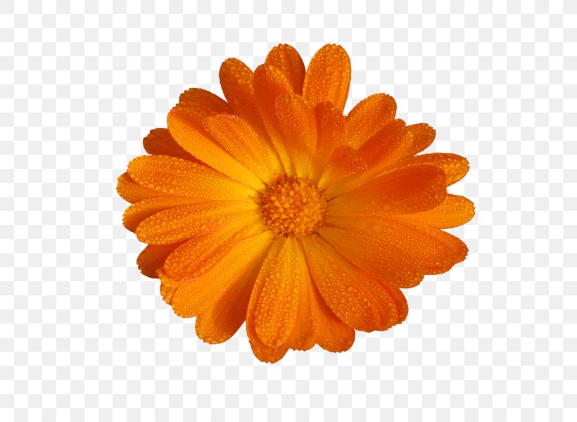 Stock Photography Flower Transvaal Daisy Floral Design Clip Art, PNG, 589x600px, Stock Photography, Calendula, Chrysanths, Common Daisy, Cut Flowers Download Free