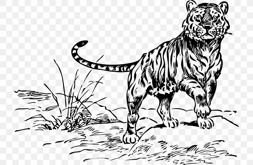 White Tiger Drawing Clip Art, PNG, 728x537px, Tiger, Animal Figure, Art, Big Cats, Black And White Download Free