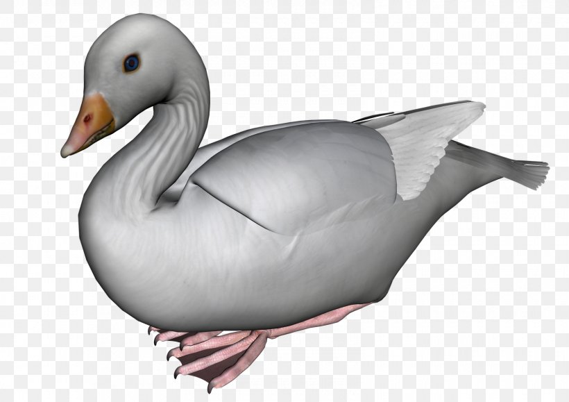 Duck Goose Cygnini Bird Vertebrate, PNG, 1600x1131px, Duck, Anatidae, Animal, Beak, Bird Download Free