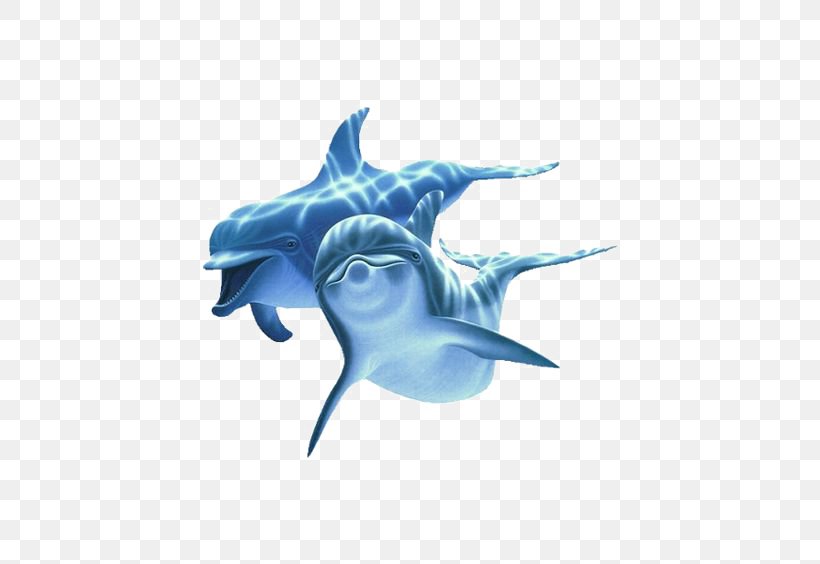 Blue Dolphin, PNG, 564x564px, Computer Network, Dolphin, Electric Blue, Fictional Character, Fish Download Free