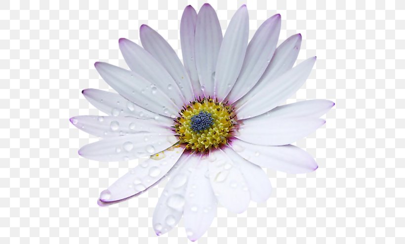 Flower Birkenstock Petal, PNG, 563x494px, Flower, Aster, Birkenstock, Daisy, Daisy Family Download Free
