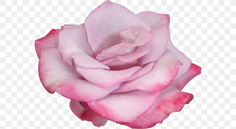 Garden Roses Flower Cabbage Rose, PNG, 580x449px, Garden Roses, Cabbage Rose, China Rose, Cut Flowers, Floribunda Download Free