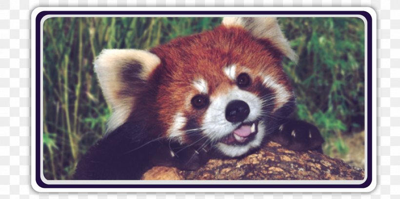 Red Panda Giant Panda Raccoon Bear Cuteness, PNG, 1600x800px, Red Panda, Animal, Bamboo, Bear, Carnivoran Download Free