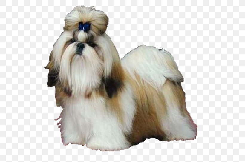 Shih Tzu Maltese Dog Papillon Dog Shih-poo Chihuahua, PNG, 600x543px, Shih Tzu, Animal, Breed, Carnivoran, Chihuahua Download Free