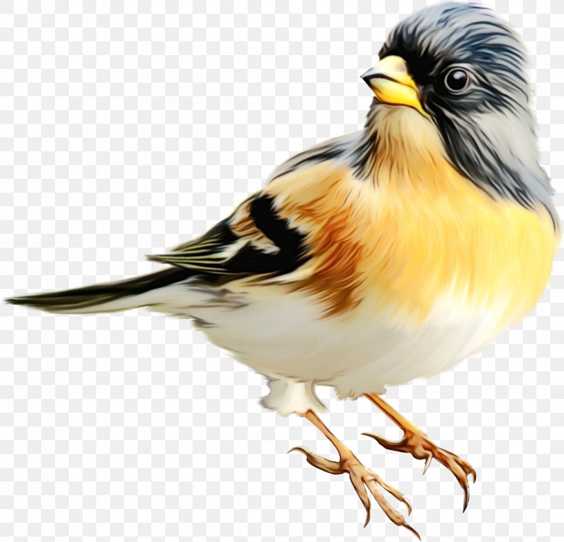 Zebra Cartoon, PNG, 1070x1029px, Watercolor, Atlantic Canary, Beak, Bird, Brambling Download Free