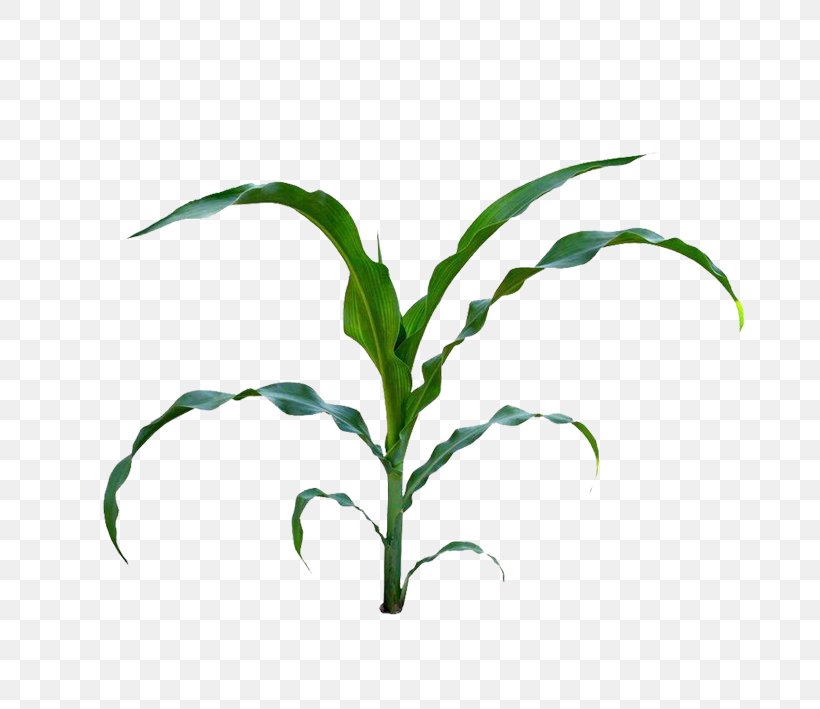 Corn On The Cob Maize Baby Corn Field Corn Clip Art, PNG, 709x709px, Corn On The Cob, Baby Corn, Branch, Cereal, Commodity Download Free