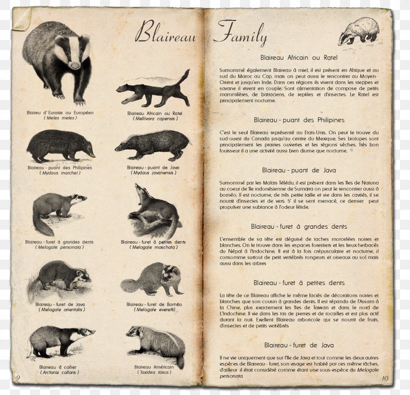 Honey Badger Old World Badgers Animal Carnassial, PNG, 1600x1544px, Honey Badger, Anatomy, Animal, Badger, Bear Download Free