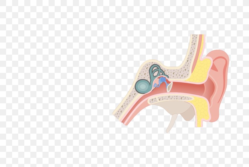 Pharynx Eustachian Tube Ear Anatomy Larynx, PNG, 770x550px, Pharynx, Anatomy, Auditory System, Ear, Eustachian Tube Download Free