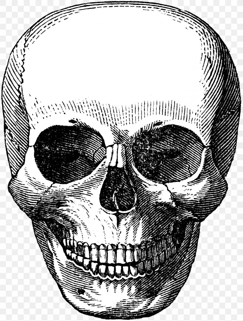 Skull Calavera Human Skeleton, PNG, 1364x1800px, Skull, Art, Black And White, Bone, Calavera Download Free