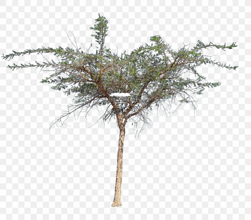 Acacia Sieberiana Tree Vachellia Karroo Larch, PNG, 2880x2530px, Acacia Sieberiana, Acacia, Bark, Branch, Conifer Download Free