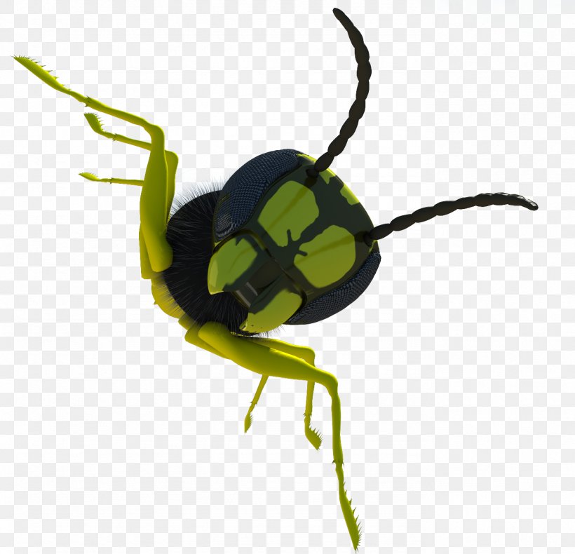 Beetle Weevil Download, PNG, 1383x1333px, Beetle, Arthropod, Cartoon, El Escarabajo Verde, Gratis Download Free