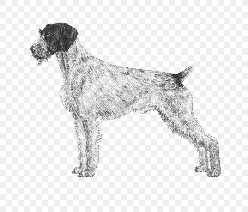 German Wirehaired Pointer Spinone Italiano Wirehaired Pointing Griffon German Shorthaired Pointer, PNG, 700x700px, German Wirehaired Pointer, American Kennel Club, Breed, Breed Standard, Breeder Download Free