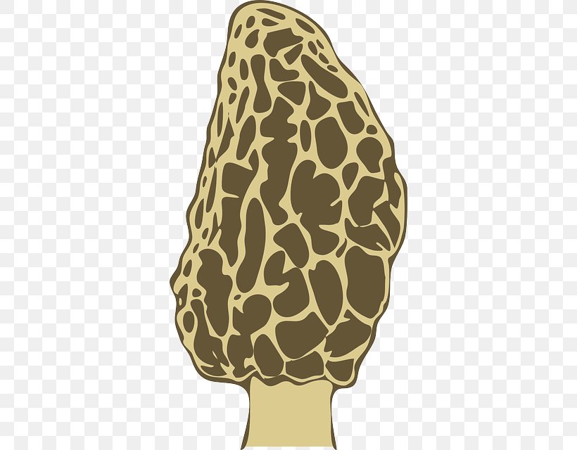 Morchella Mushroom Fungus Clip Art, PNG, 338x640px, Morchella, Carnivoran, Edible Mushroom, False Morel, Food Download Free