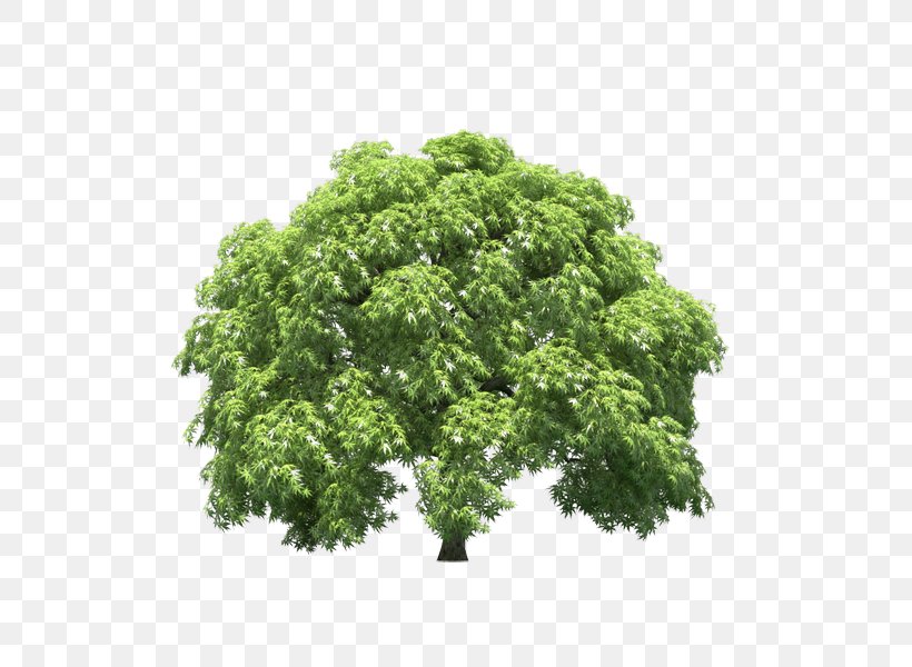 Parsley Branching Shrub, PNG, 600x600px, Parsley, Branch, Branching, Herb, Leaf Vegetable Download Free