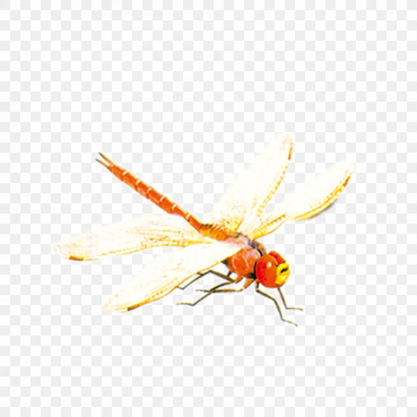 Bee Insect Dragonfly, PNG, 1800x1800px, Bee, Arthropod, Dragonfly, Fly, Insect Download Free