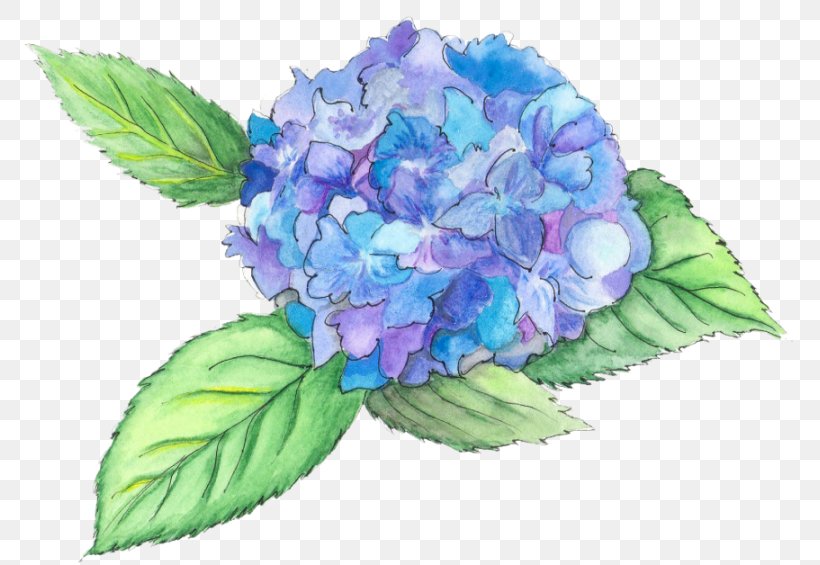 Cabbage Rose Hydrangea Cut Flowers Floral Design, PNG, 781x565px, Cabbage Rose, Blue, Cornales, Cut Flowers, Floral Design Download Free