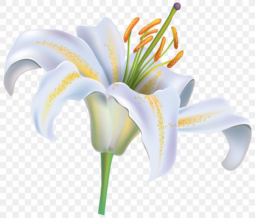 Easter Lily Tiger Lily Lilium Candidum Flower, PNG, 3000x2563px, Easter Lily, Arumlily, Cut Flowers, Daylily, Flower Download Free