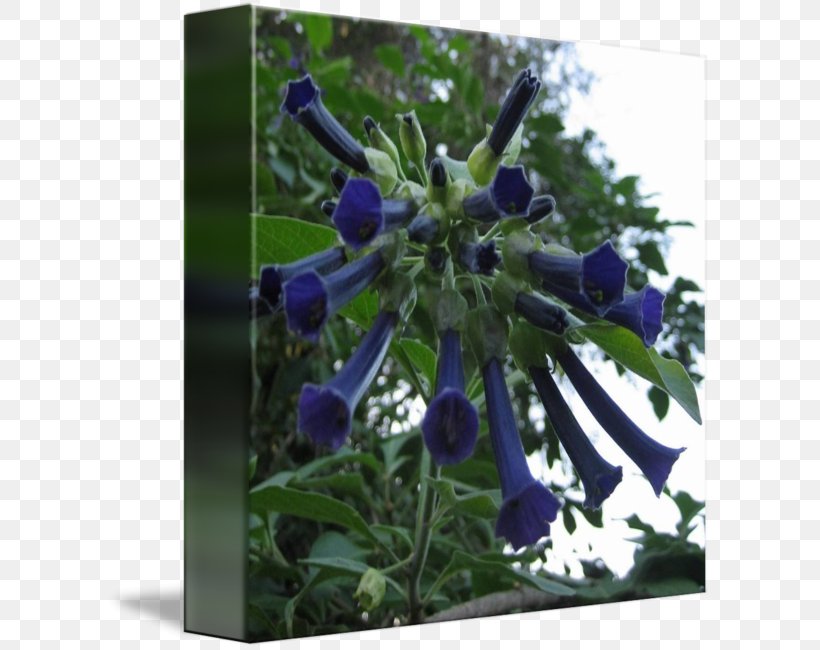 Floral Design, PNG, 606x650px, Floral Design, Blue, Bluebonnet, Cobalt Blue, Flora Download Free