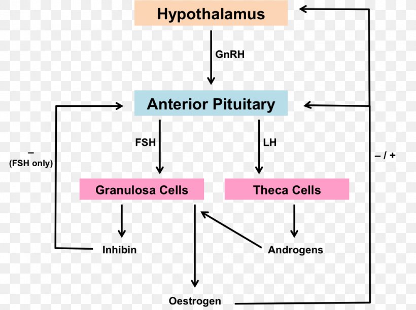 Hypothalamic–pituitary–gonadal Axis Menstrual Cycle Menstruation Hypothalamic–pituitary–adrenal Axis Female Reproductive System, PNG, 989x739px, Menstrual Cycle, Amenorrhea, Area, Diagram, Document Download Free