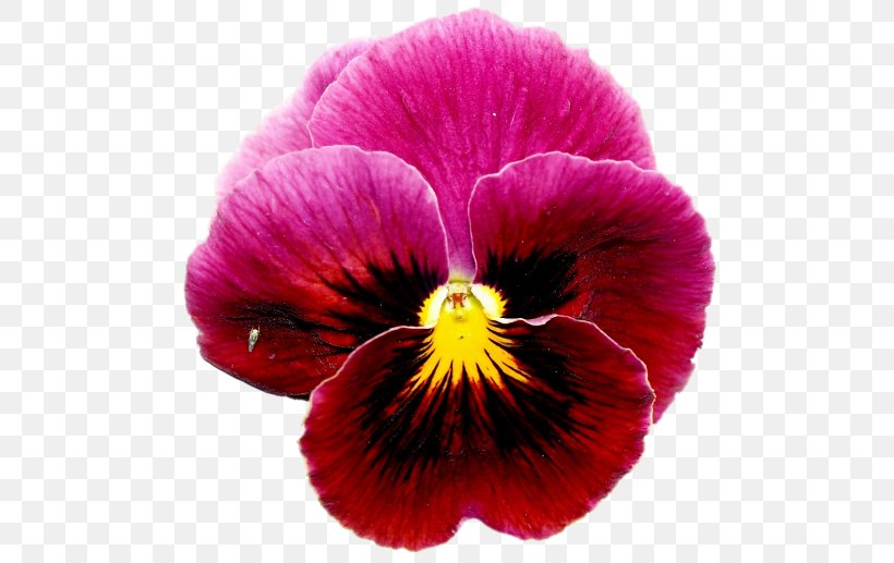 Pansy Violet Annual Plant Close-up, PNG, 500x517px, Pansy, Annual Plant, Closeup, Flower, Flowering Plant Download Free