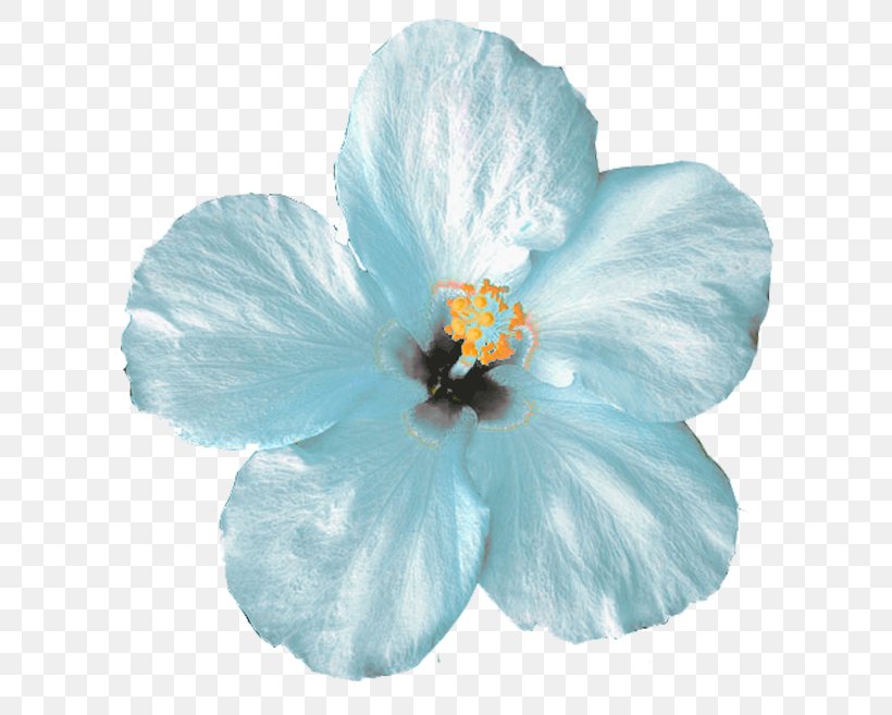 Flower Icon, PNG, 679x657px, Flower, Albom, Blue, Flowering Plant, Hibiscus Download Free