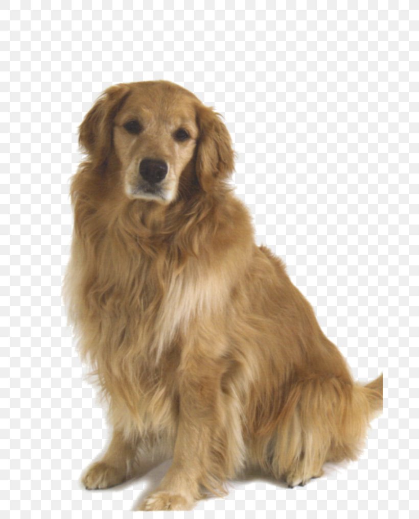 Golden Retriever Dog Breed Companion Dog, PNG, 700x1017px, Golden Retriever, Breed, Carnivoran, Companion Dog, Dog Download Free