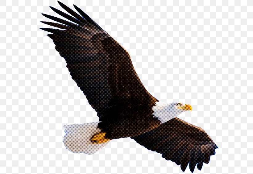 Bald Eagle Bird Of Prey Bird Accipitridae Eagle, PNG, 633x564px, Bald Eagle, Accipitridae, Beak, Bird, Bird Of Prey Download Free