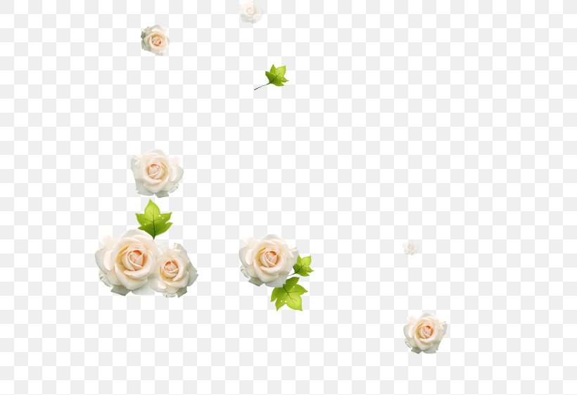 Beach Rose White Download, PNG, 552x561px, Beach Rose, Designer, Floral Design, Floristry, Flower Download Free