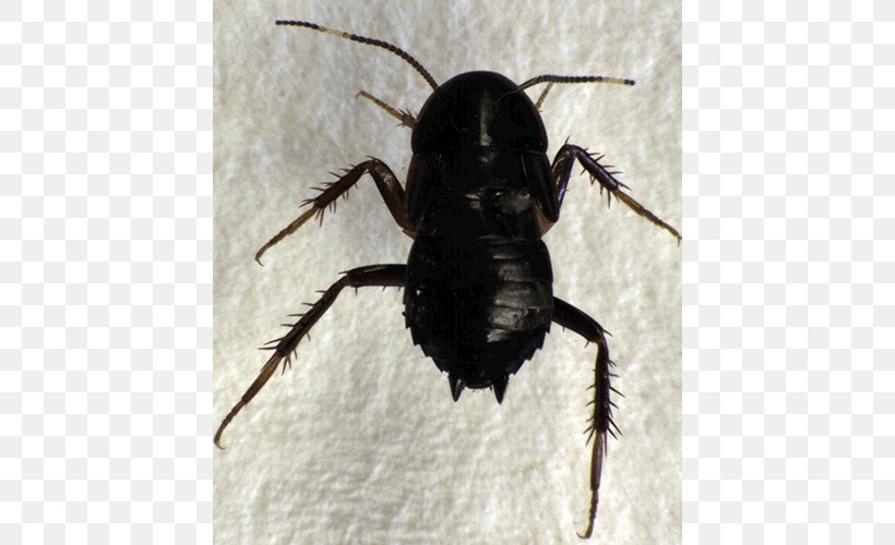 Beetle Mount Albert, PNG, 500x500px, Beetle, Animal, Arthropod, Blattidae, Insect Download Free