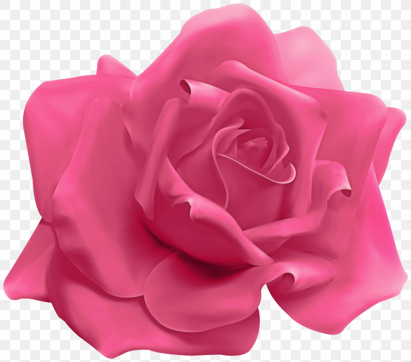 Garden Roses, PNG, 3000x2651px, Garden Roses, Cabbage Rose, Cut Flowers, Flower, Garden Download Free
