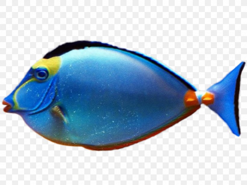 Tropical Fish Goldfish Clip Art, PNG, 980x735px, Fish, Blue, Clownfish, Cobalt Blue, Coral Reef Fish Download Free