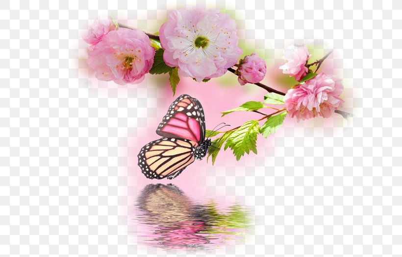 Butterfly Desktop Wallpaper Image Stock Photography, PNG, 700x525px, Butterfly, Blossom, Brush Footed Butterfly, Cherry Blossom, Flower Download Free