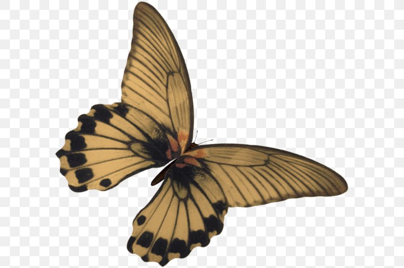 Butterfly Kelebek Mobilya Sanayi Ve Ticaret AS Clip Art, PNG, 600x544px, Butterfly, Animal, Arthropod, Brush Footed Butterfly, Butterflies And Moths Download Free